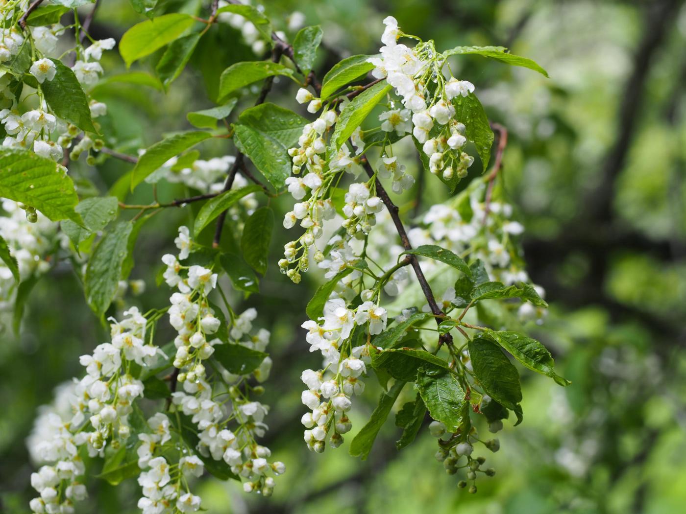 Cherry, Bird flower